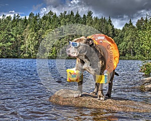 Bulldog in lake with floaties on in HDR