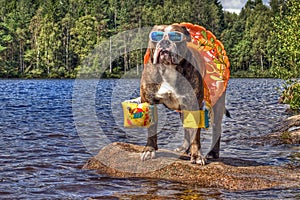 Olde English bulldog appendere fuori su un lago con piscina anello, braccia floaties e occhiali da sole in HDR.