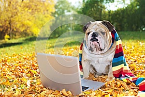 Bulldog with a laptop in autumn