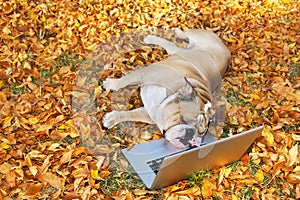 Bulldog with a laptop in autumn