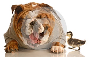 Bulldog laughing at mallard duck photo