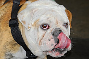 Bulldog licking his chops with bloodshot eyes.