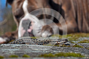 Bulldog meets a Vipera berus