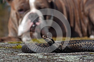 Bulldog meets a Vipera berus