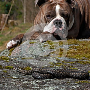 Bulldog meets a Vipera berus