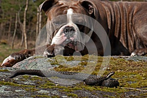 Bulldog meets a Vipera berus