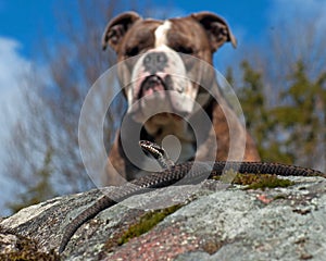 Bulldog meets a Vipera berus