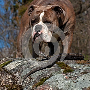 Bulldog meets a Vipera berus