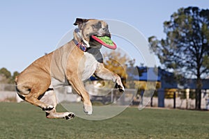 Bulldog in midair with disk