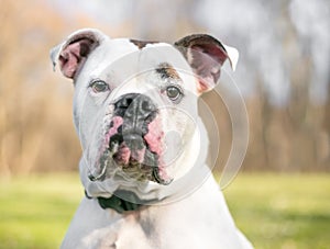 A Bulldog mixed breed dog outdoors