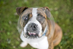 A Bulldog mixed breed dog with an underbite