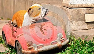 a bulldog model and a car