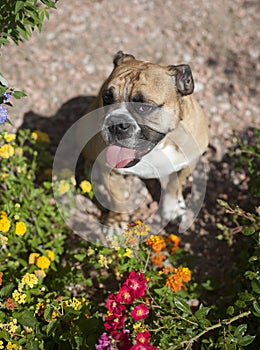 Bulldog in natural light posed by flowers