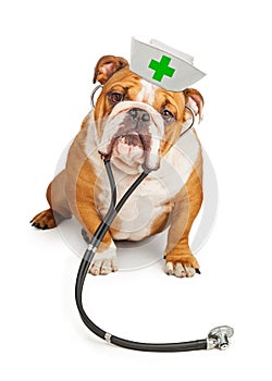 Bulldog Nurse With Stethoscope