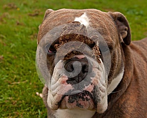 Bulldog is patiently with toad on his head