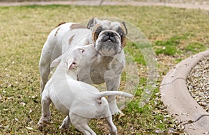 Bulldog playing with a bull terrier puppy