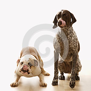 Bulldog and Pointer sitting licking lips.