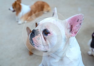 Bulldog portrait in domesticated pet