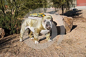 Bulldog posed as a desert tortoise by a rock