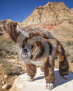 Bulldog posed as a Woolly Mammoth