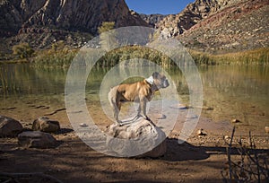 Bulldog posed on a rock by the water