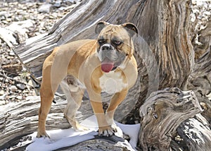 Bulldog posing on a dead tree in the snow