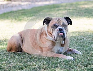 Bulldog posing and resting on the grass