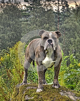 Bulldog posing on a stone in HDR