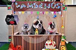 Bulldog and pug in the kissing booth free photo