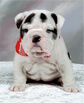 Bulldog pup