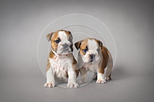 Bulldog puppies