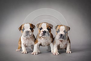 Bulldog puppies