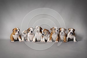 Bulldog puppies