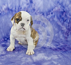 Bulldog Puppy