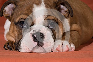 Bulldog puppy