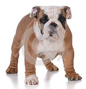 Bulldog puppy