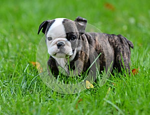 Bulldog puppy