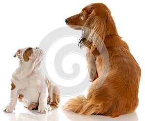 Bulldog puppy and dachshund