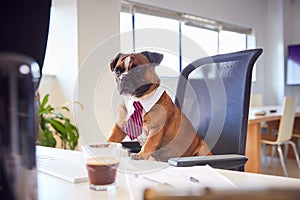 Bulldog Puppy Dressed As Businessman Sitting At Desk Looking At Computer