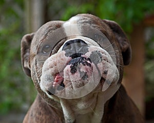 Bulldog puppy with funny expression