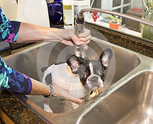 Bulldog puppy having a bath