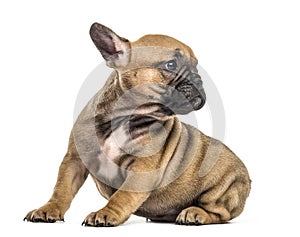 Bulldog puppy looking backwards,