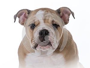 bulldog puppy portrait