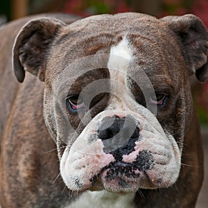 Bulldog puppy with sad expression