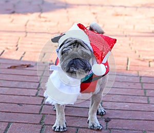 Bulldog puppy with Santa costume and hat during Christmas