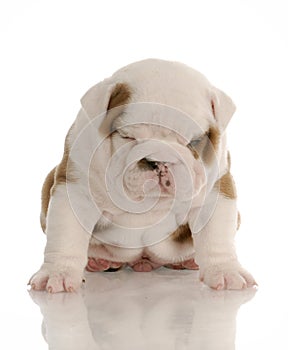 Bulldog puppy with sour expression