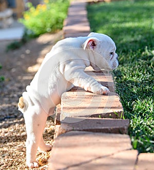 Bulldog puppy trying to climb onto the grass