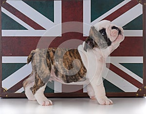 Bulldog puppy with union jack