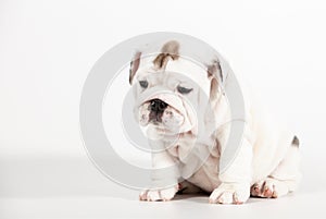 Bulldog puppy on white background