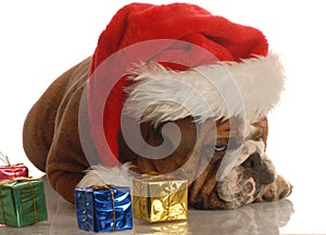 Bulldog scrooge at christmas